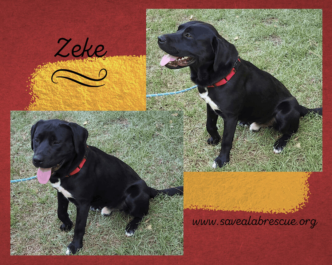 Zeke