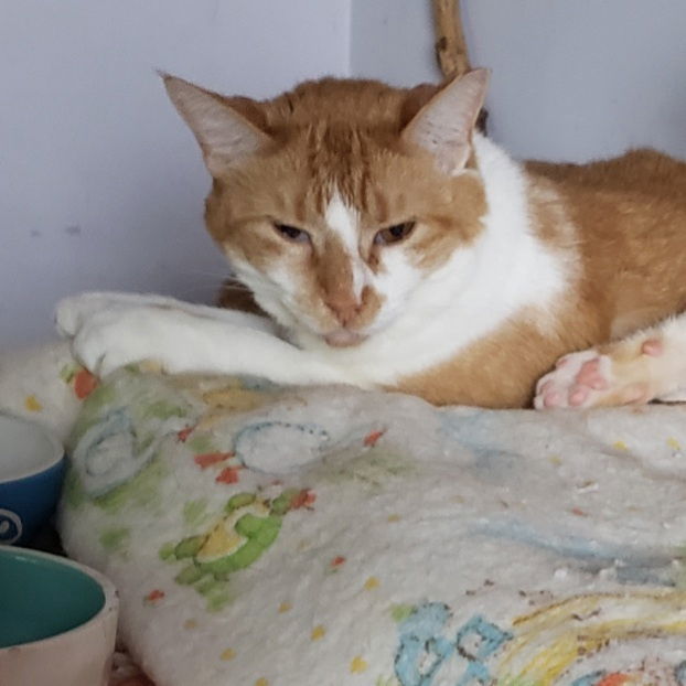 Ruby, an adoptable Domestic Short Hair in Fishkill, NY, 12524 | Photo Image 2