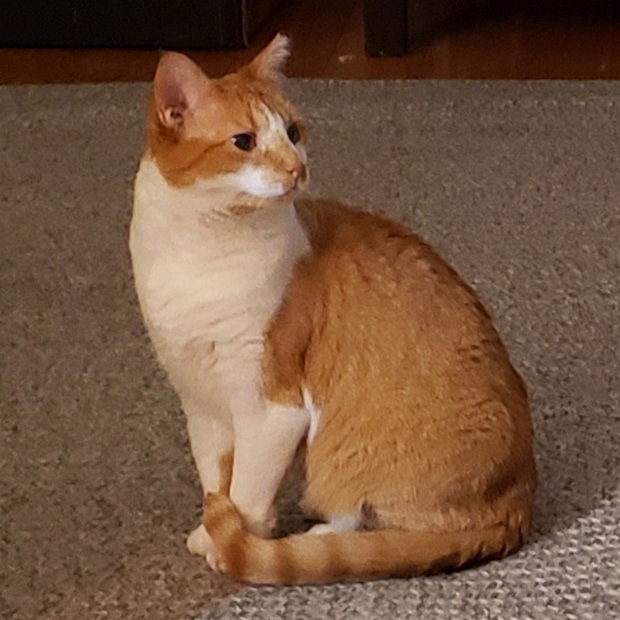 Ruby, an adoptable Domestic Short Hair in Fishkill, NY, 12524 | Photo Image 3