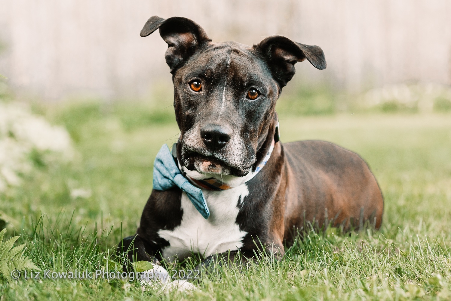 Moby, an adoptable Pit Bull Terrier in Rochester, NY, 14606 | Photo Image 3