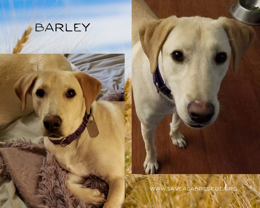 Barley