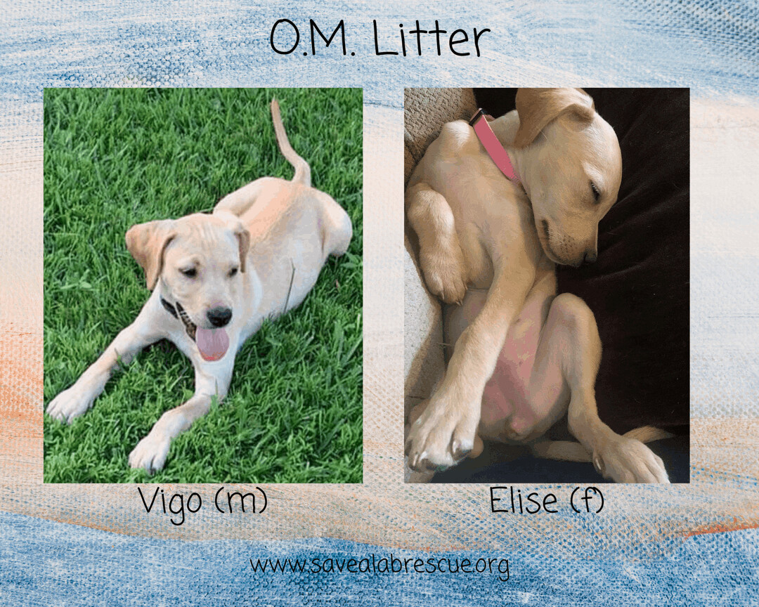 O.M. Litter