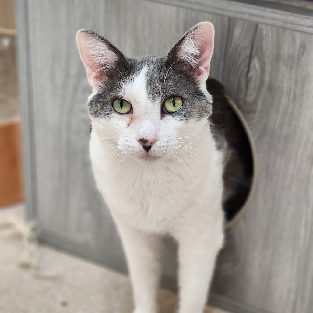 Genie, an adoptable Domestic Short Hair in Kanab, UT, 84741 | Photo Image 1