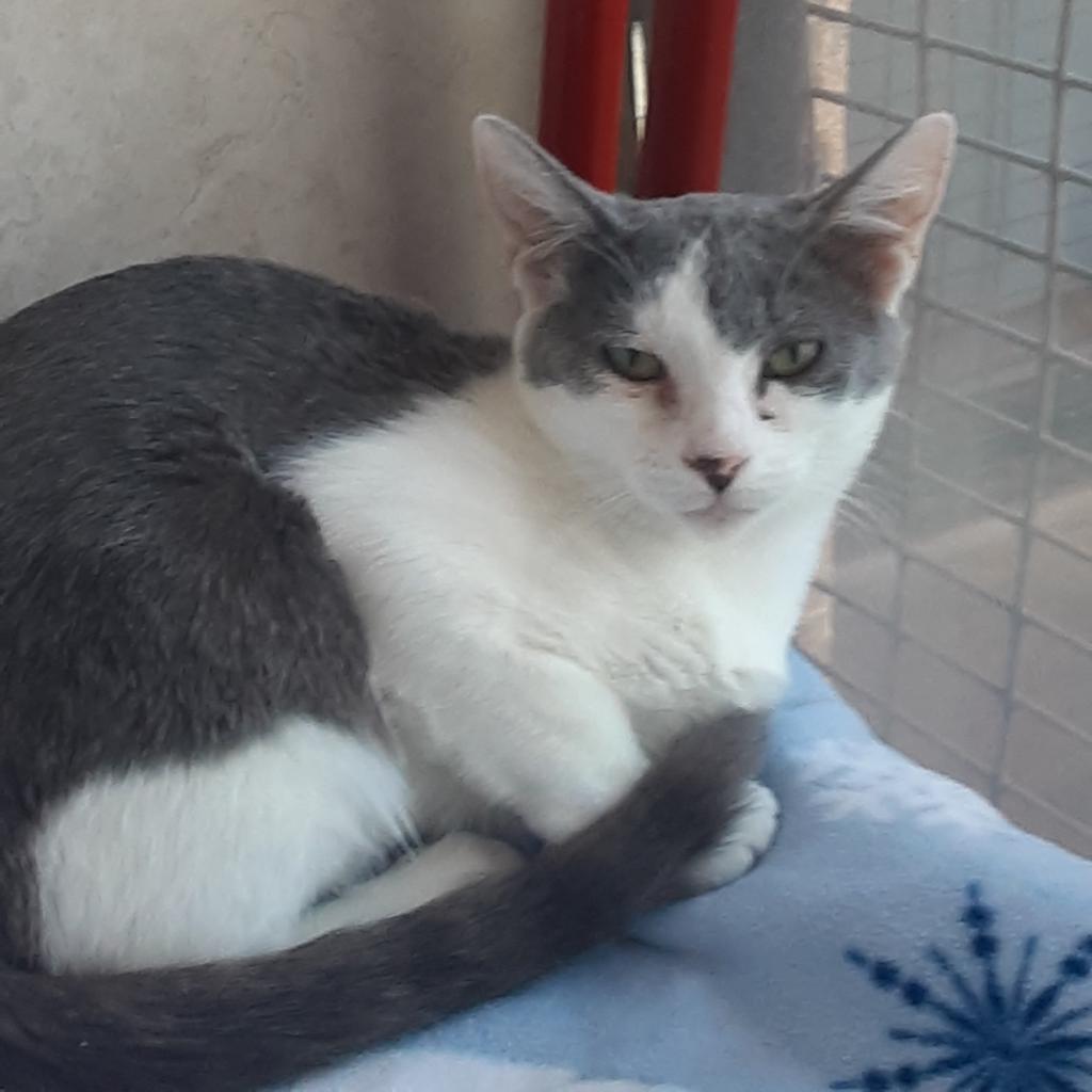 Genie, an adoptable Domestic Short Hair in Kanab, UT, 84741 | Photo Image 2