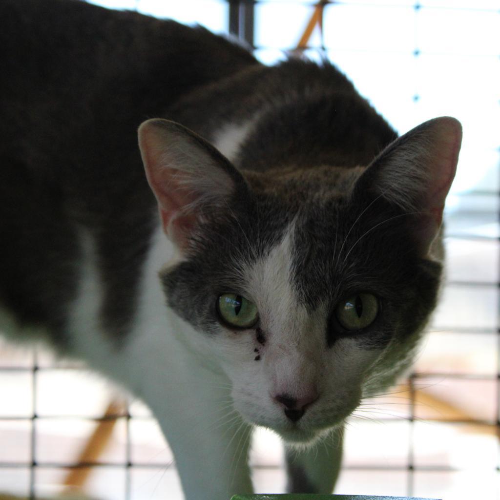 Genie, an adoptable Domestic Short Hair in Kanab, UT, 84741 | Photo Image 4