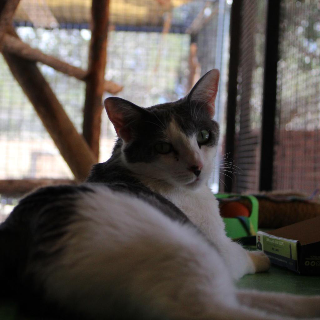 Genie, an adoptable Domestic Short Hair in Kanab, UT, 84741 | Photo Image 5