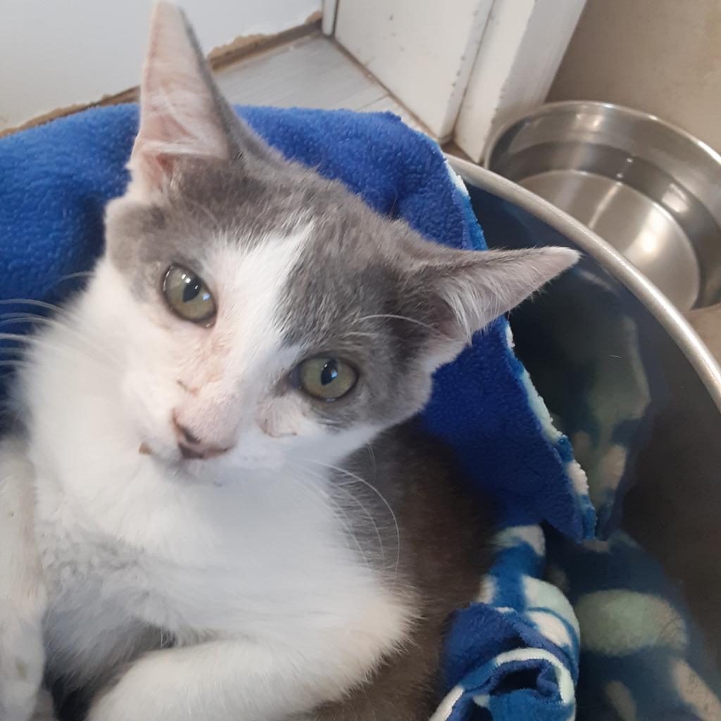 Genie, an adoptable Domestic Short Hair in Kanab, UT, 84741 | Photo Image 6