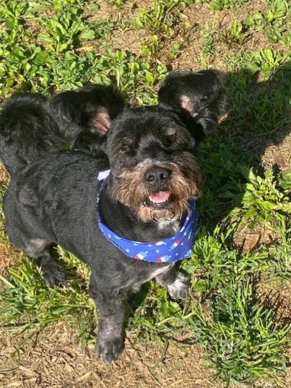 Jesse, an adoptable Schnauzer in Portage, IN, 46368 | Photo Image 2