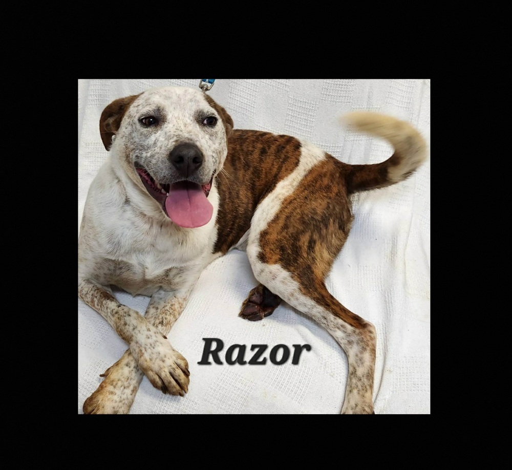 Razor