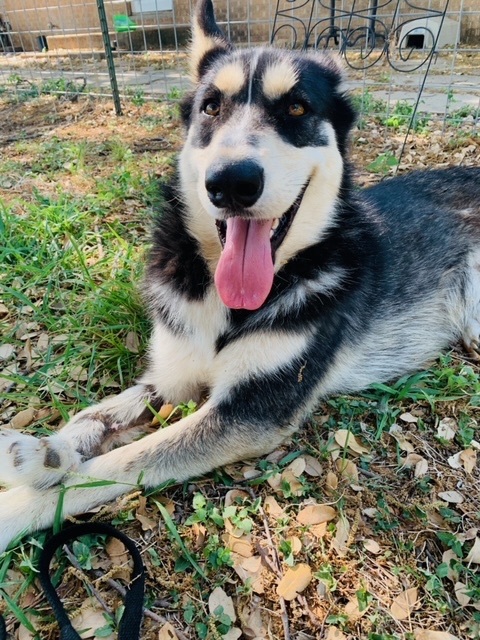 Buddy, an adopted Husky in San Saba, TX_image-1