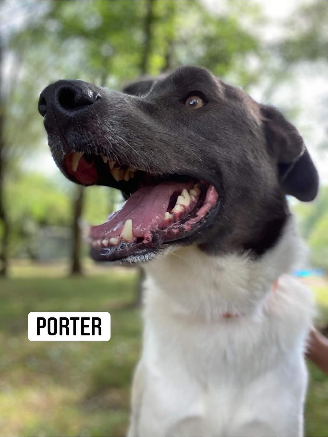 Porter