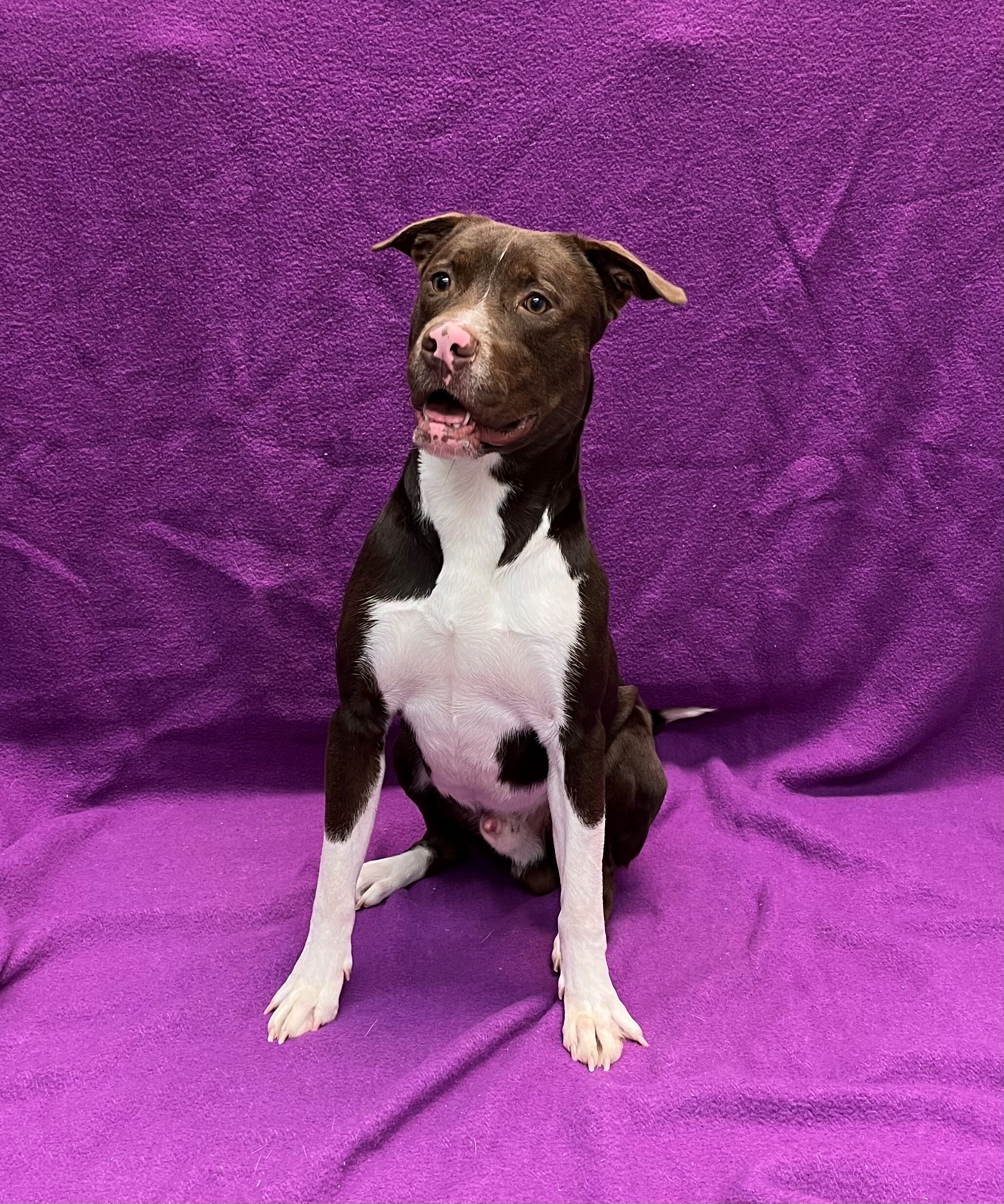 Dog for adoption Polo, a Pit Bull Terrier in Pleasantville, NJ