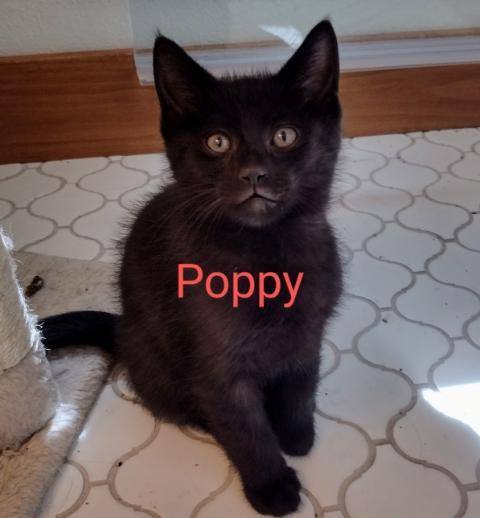 Poppy, an adopted Domestic Short Hair in Sioux Falls, SD_image-2