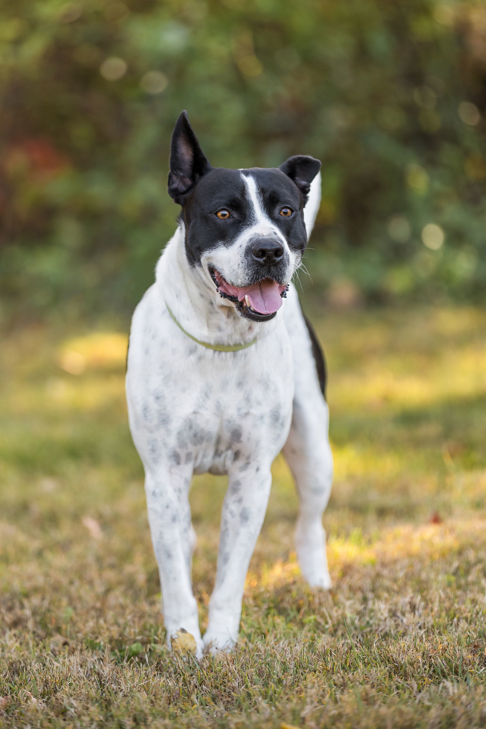 Baron, an adoptable American Bulldog in Tarrytown, GA, 30470 | Photo Image 2