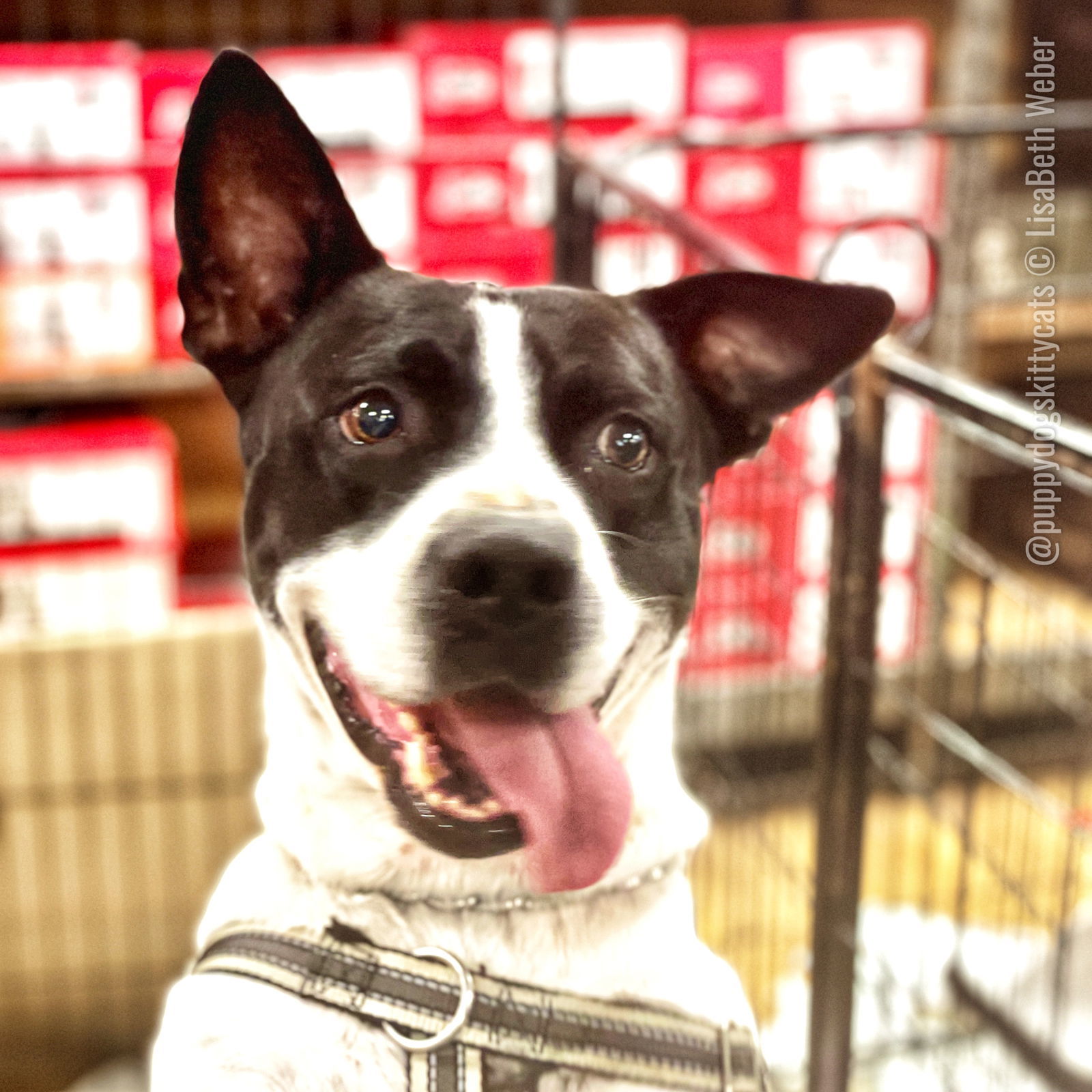 Baron, an adoptable American Bulldog in Tarrytown, GA, 30470 | Photo Image 3