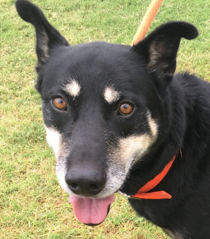 Dog for adoption - Ozzie, a German Shepherd Dog & Husky Mix in Tulsa ...