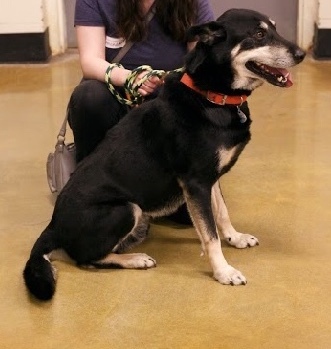 Ozzie, an adoptable German Shepherd Dog, Husky in Tulsa, OK, 74170 | Photo Image 1
