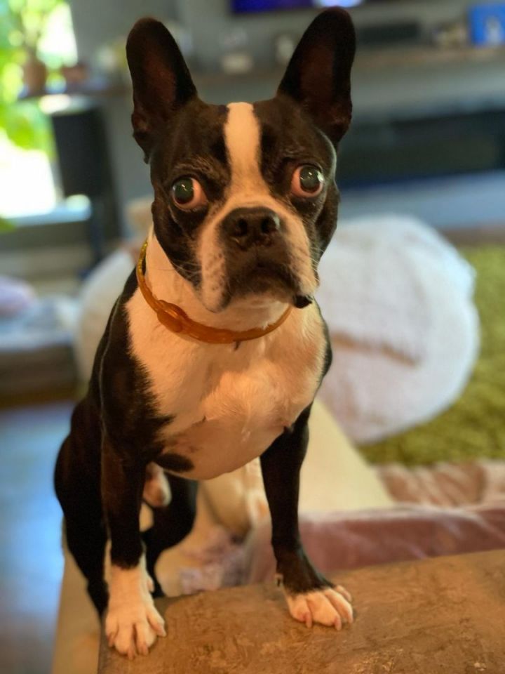 Rocky, an adoptable Boston Terrier in Pittsburgh, PA_image-1
