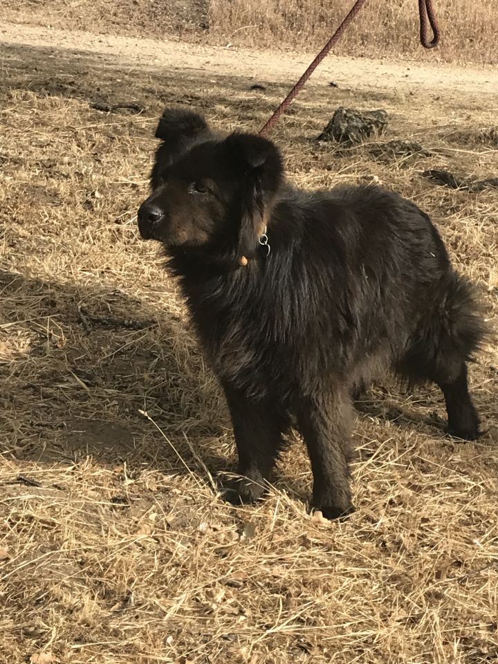 All black store border collie puppy