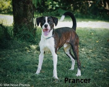 Prancer