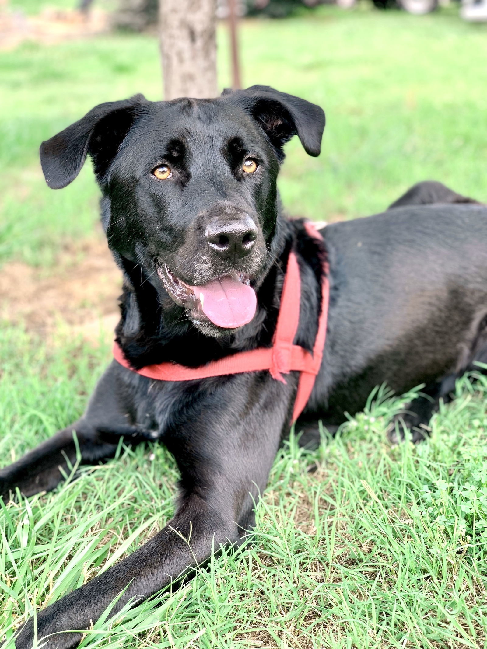 Maxwell May 22, an adoptable Labrador Retriever in Pacolet, SC, 29372 | Photo Image 1