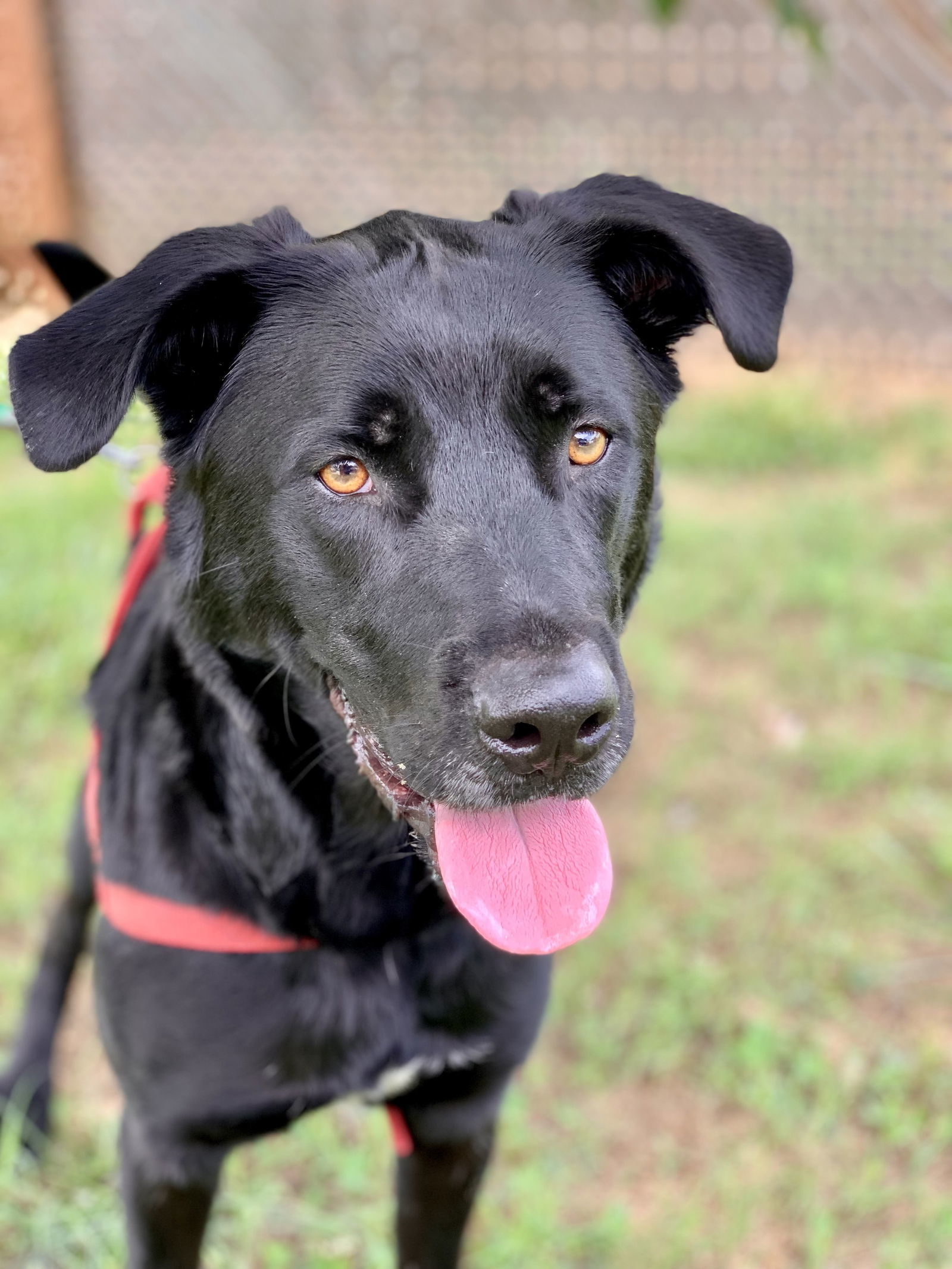 Maxwell May 22, an adoptable Labrador Retriever in Pacolet, SC, 29372 | Photo Image 2