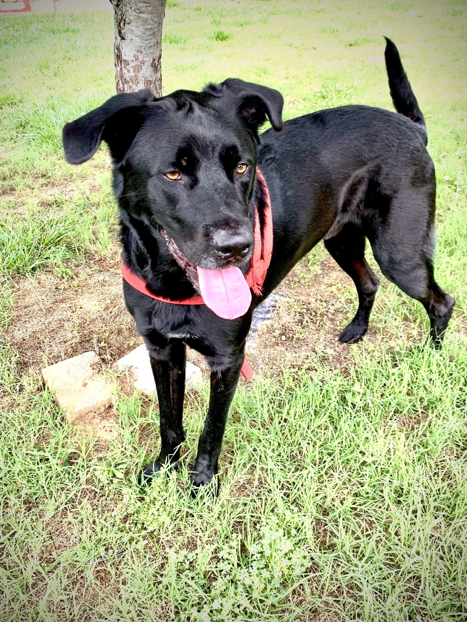 Maxwell May 22, an adoptable Labrador Retriever in Pacolet, SC, 29372 | Photo Image 3