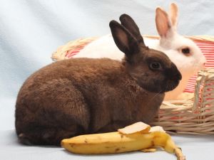 CHARLIZE HAREON Bunny Rabbit Rabbit