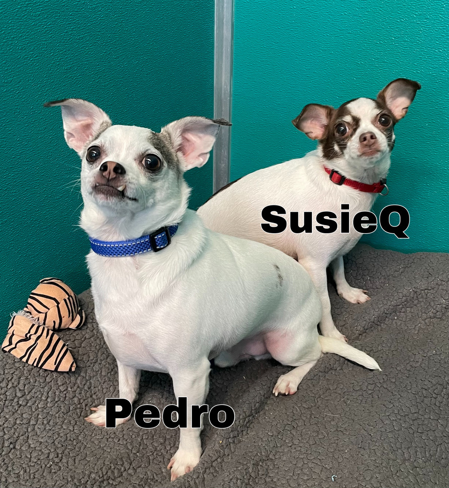 Pedro ~ Bonded to Susie Q