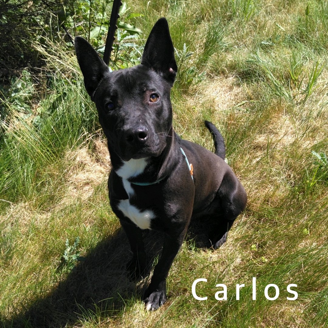 Carlos