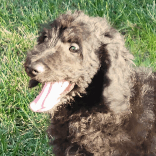Buckman, an adopted Aussiedoodle Mix in Rochester, NY_image-3