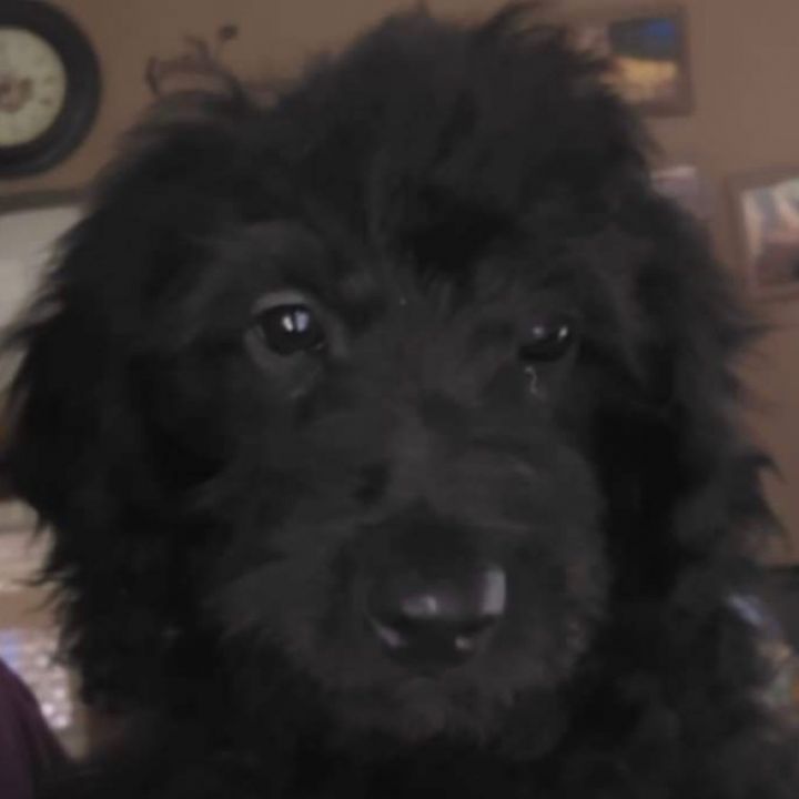 Buckman, an adopted Aussiedoodle Mix in Rochester, NY_image-5