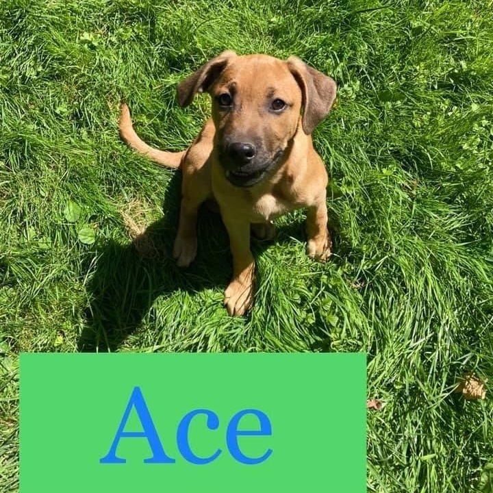 Ace