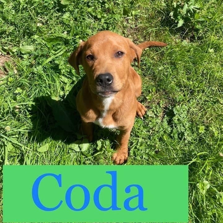 Coda