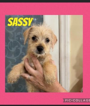 Sassy is a sweet puppy Mama is a Shih Tzu but have no idea what the daddy was She is