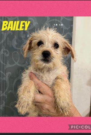 Bailey is a sweet puppy that is three months old Her mama is a Shih Tzu but we have no