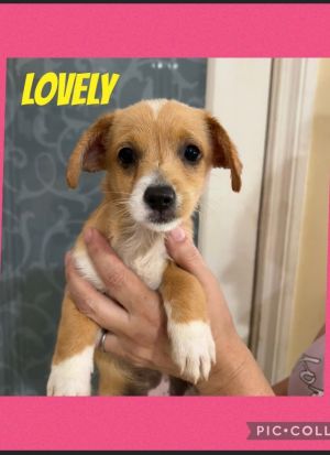 Lovely is a sweet little puppy Her mom is a Shih Tzu but we are not sure what dad was