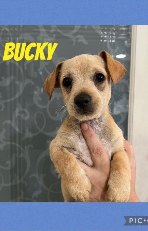 Bucky is a cute little guy that is three months old His mom is a Shih Tzu but we have