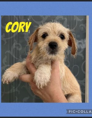 Corey is a cutie that should weigh about 15 pounds His mother is a Shih Tzu but not sure who