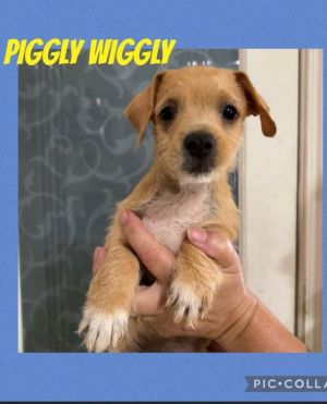 Piggly is a cute little guy that is out of the Shitzu mama but not sure who daddy is He