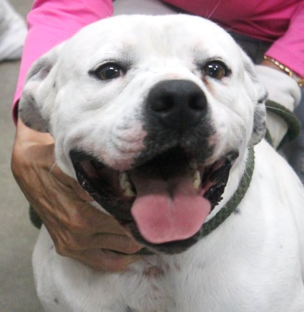 Otto, an adoptable American Bulldog Mix in Carrollton, GA_image-1