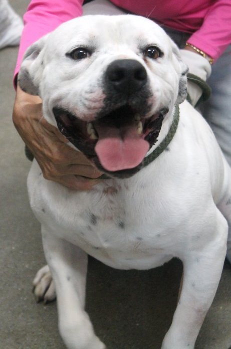 Otto, an adoptable American Bulldog Mix in Carrollton, GA_image-2