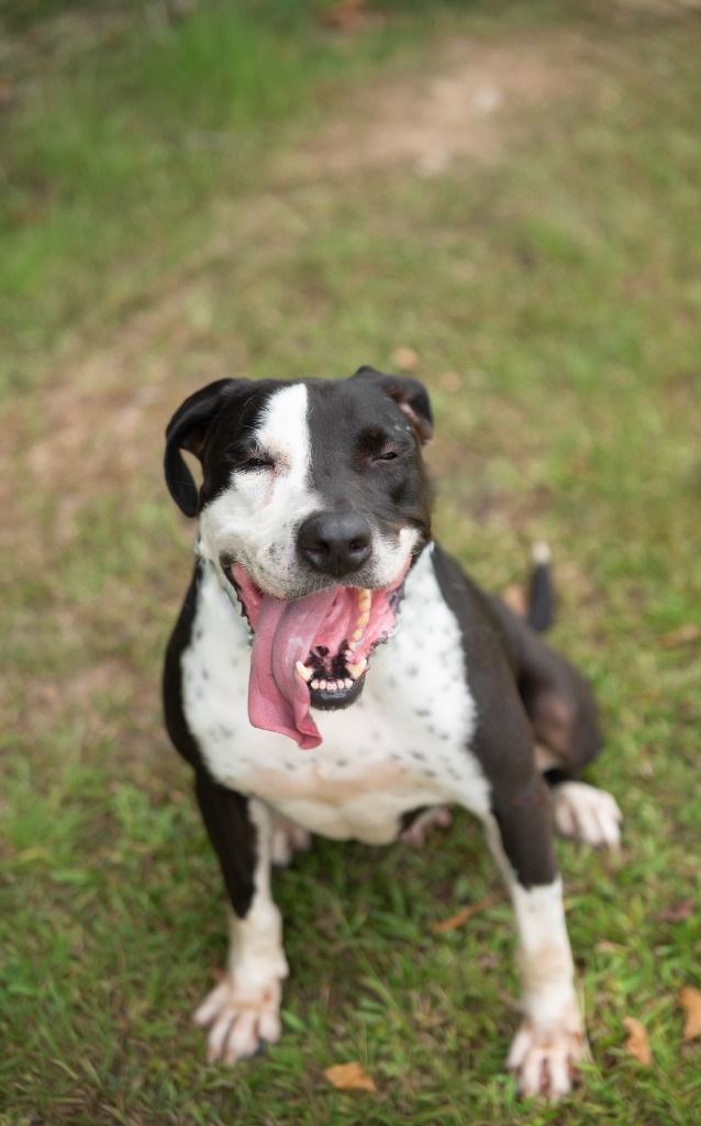 April, an adoptable Pit Bull Terrier, Mixed Breed in Saint Francisville, LA, 70775 | Photo Image 1
