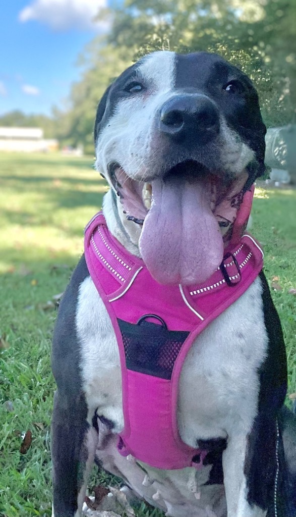 April, an adoptable Pit Bull Terrier, Mixed Breed in Saint Francisville, LA, 70775 | Photo Image 1