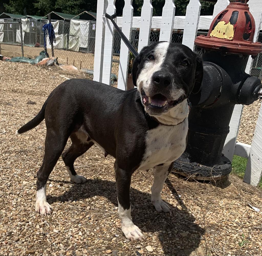 April, an adoptable Pit Bull Terrier, Mixed Breed in Saint Francisville, LA, 70775 | Photo Image 2