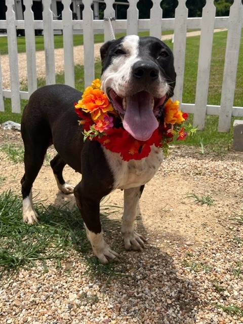 April, an adoptable Pit Bull Terrier, Mixed Breed in Saint Francisville, LA, 70775 | Photo Image 3