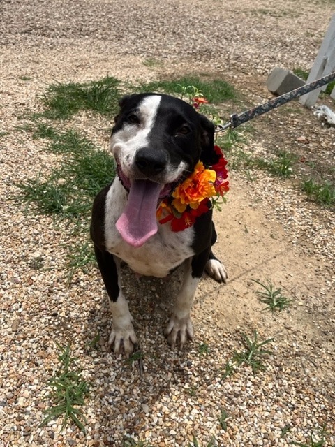 April, an adoptable Pit Bull Terrier, Mixed Breed in Saint Francisville, LA, 70775 | Photo Image 4