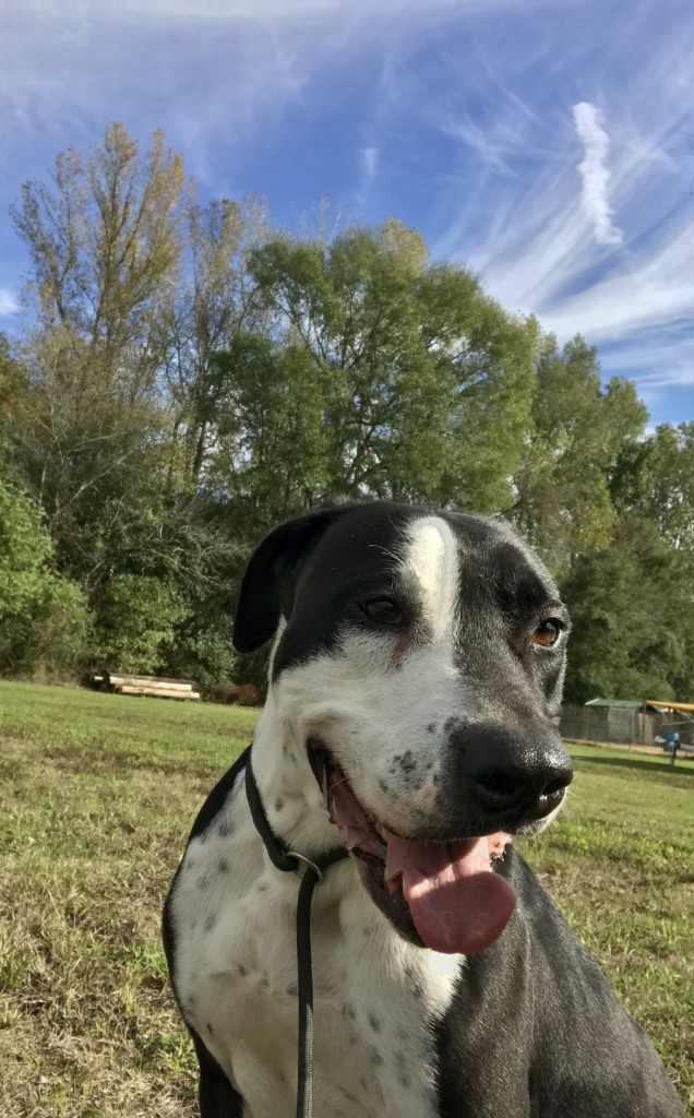 April, an adoptable Pit Bull Terrier, Mixed Breed in Saint Francisville, LA, 70775 | Photo Image 6