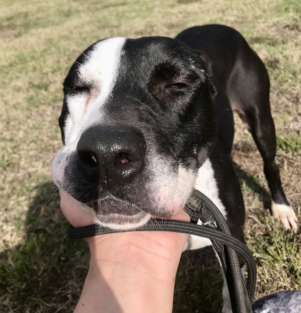 April, an adoptable Mixed Breed in Saint Francisville, LA, 70775 | Photo Image 6