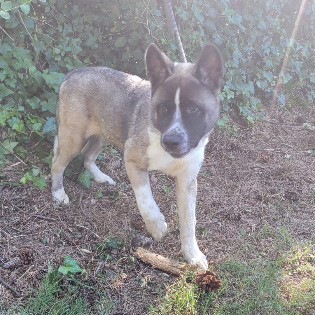 Itashi, an adoptable Akita in Chesapeake, VA, 23320 | Photo Image 4